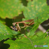 閲覧注意　カマキリ捕食シーン　0542