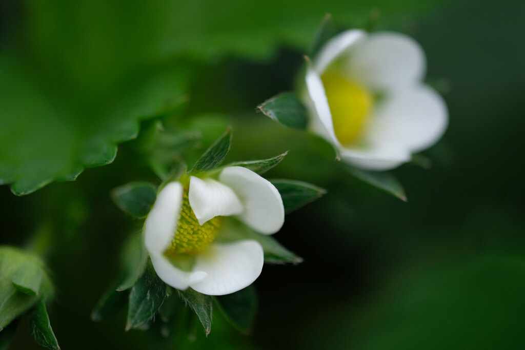 イチゴの花