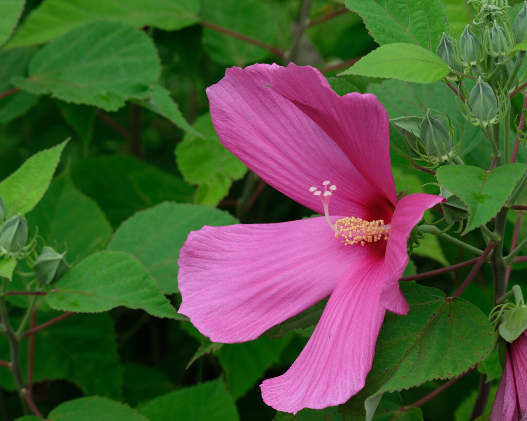 友人宅の花(2)