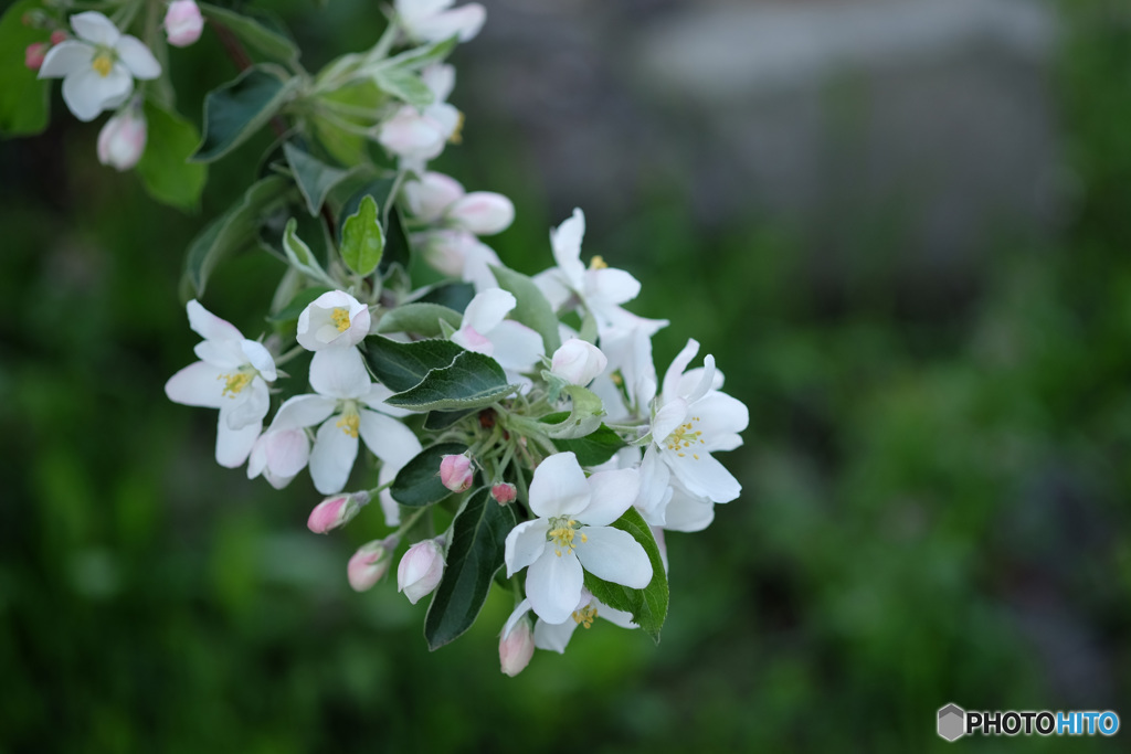 林檎の花も咲きました　6961