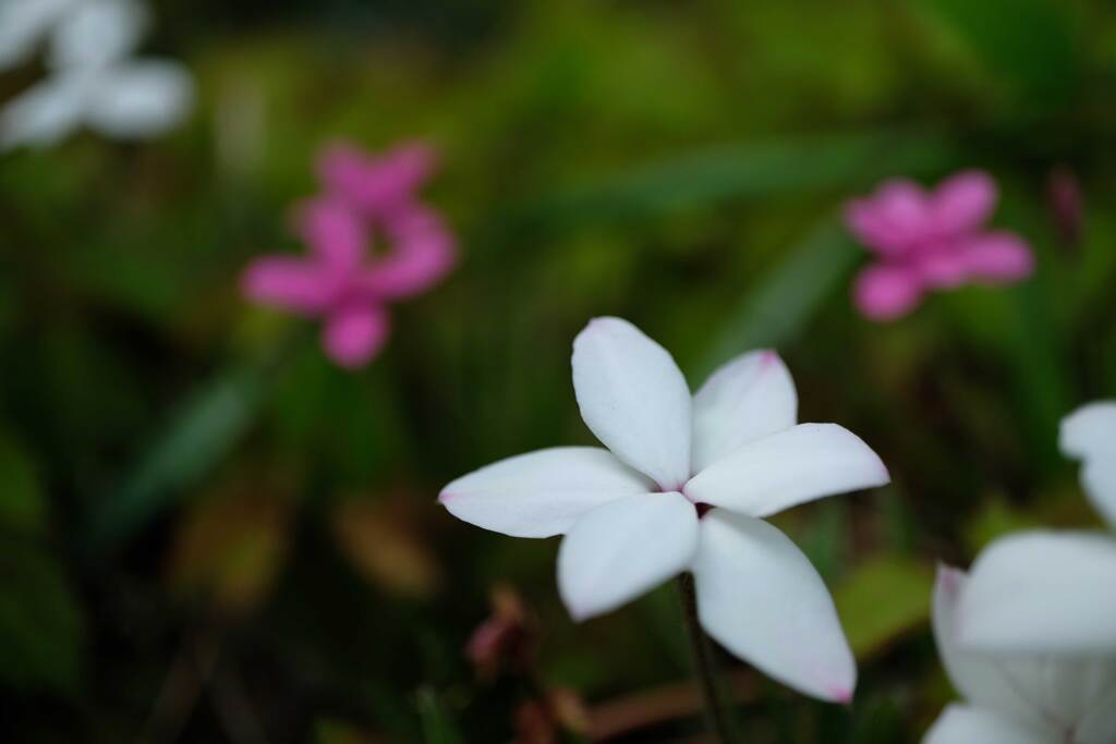 花壇の花