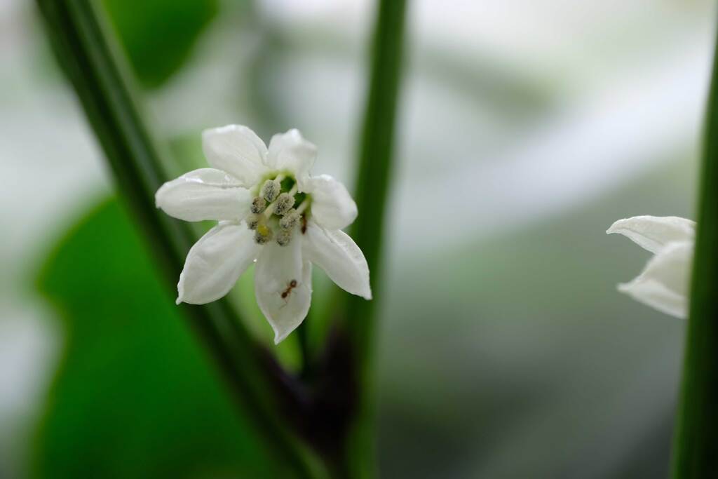 家庭菜園の花(2)