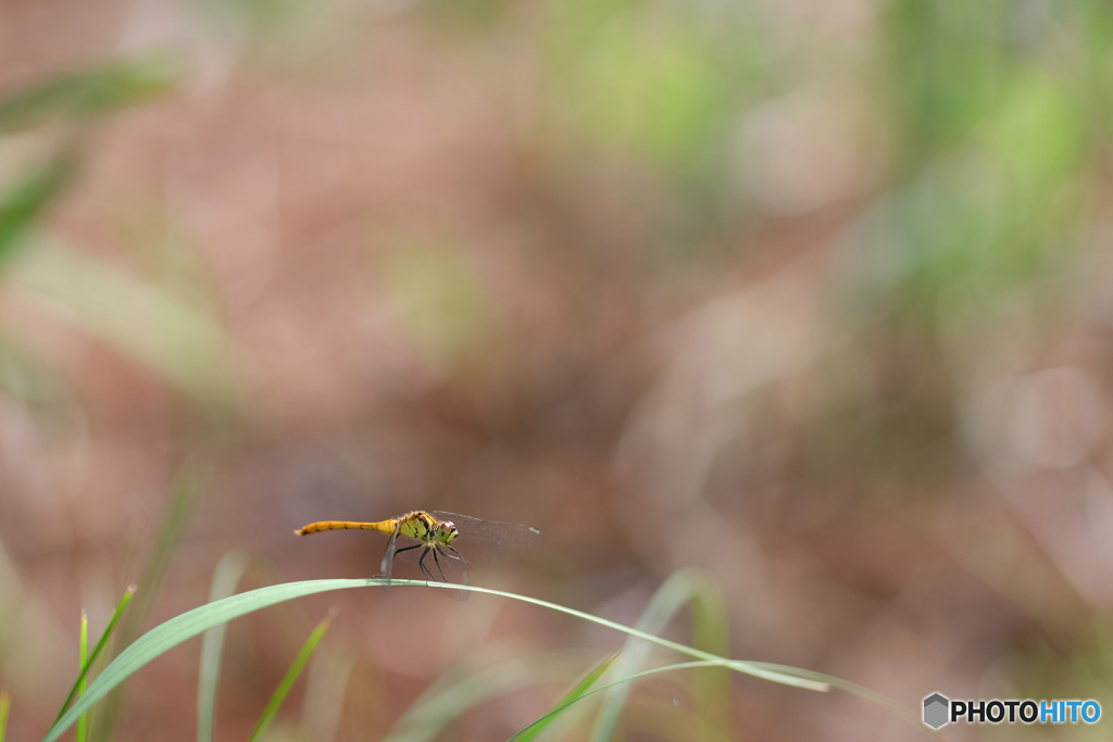 マユタテアカネ♂　4573
