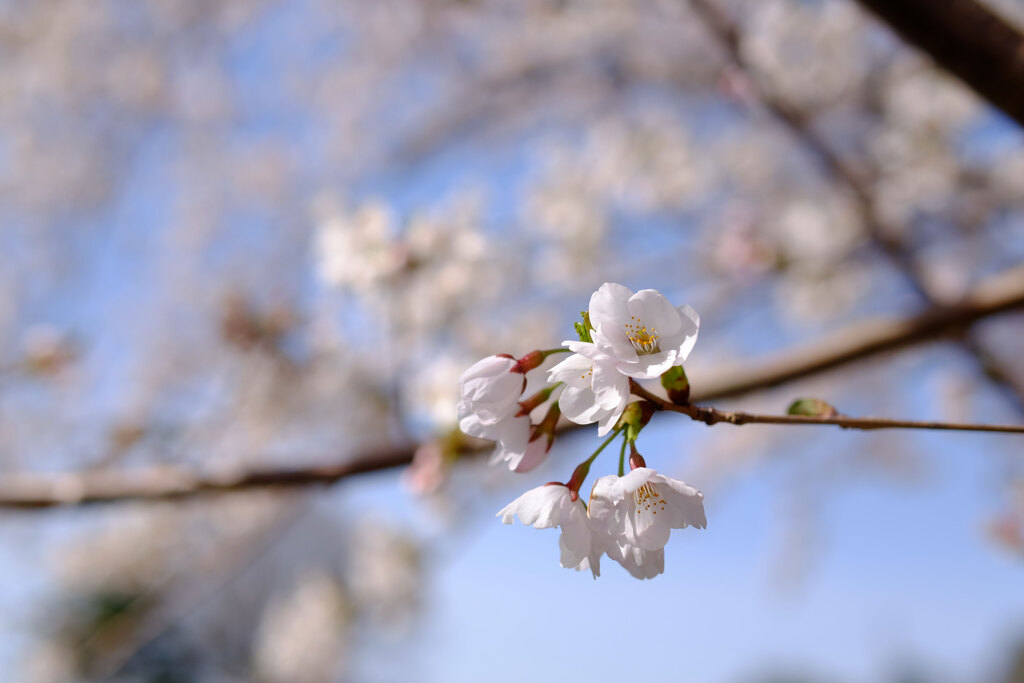 ご近所桜(2)