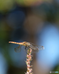 アキアカネ♀