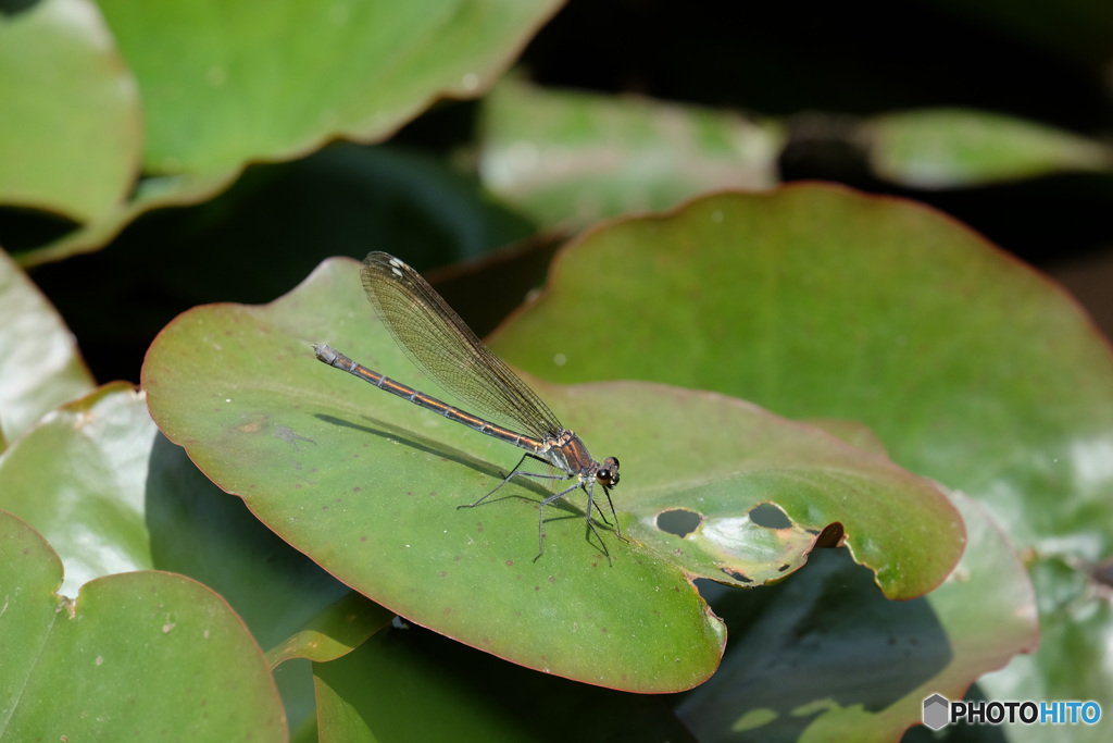 ニホンカワトンボ♀　9932