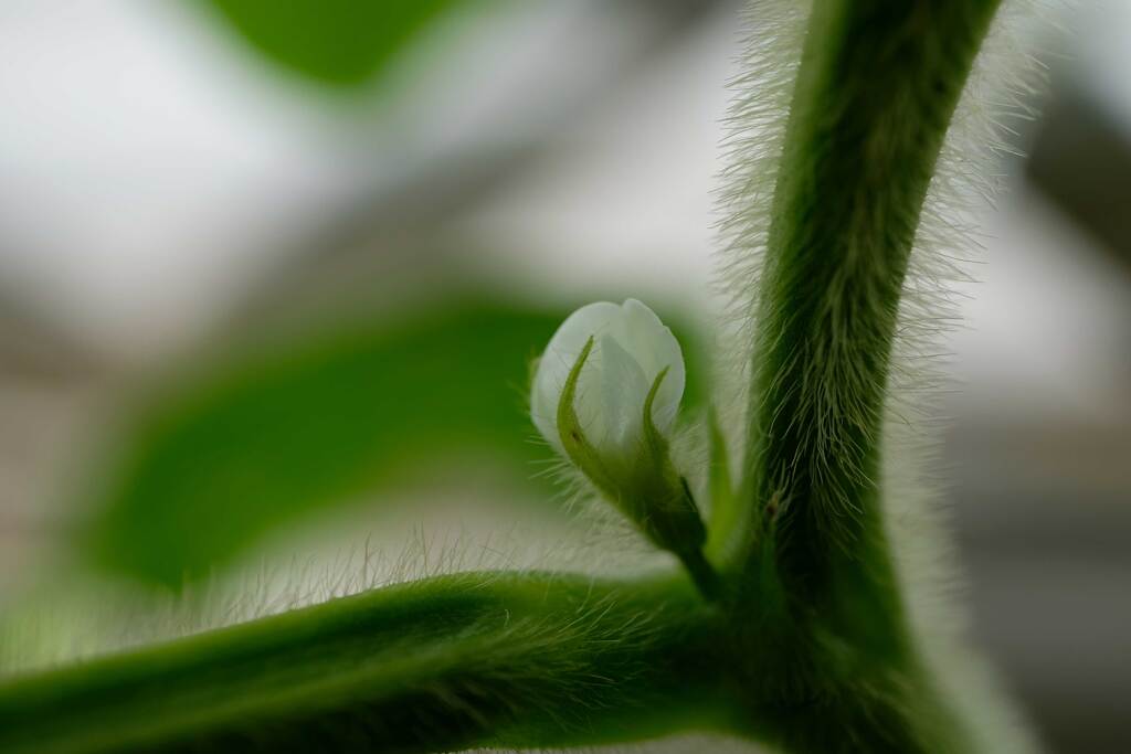 枝豆の花