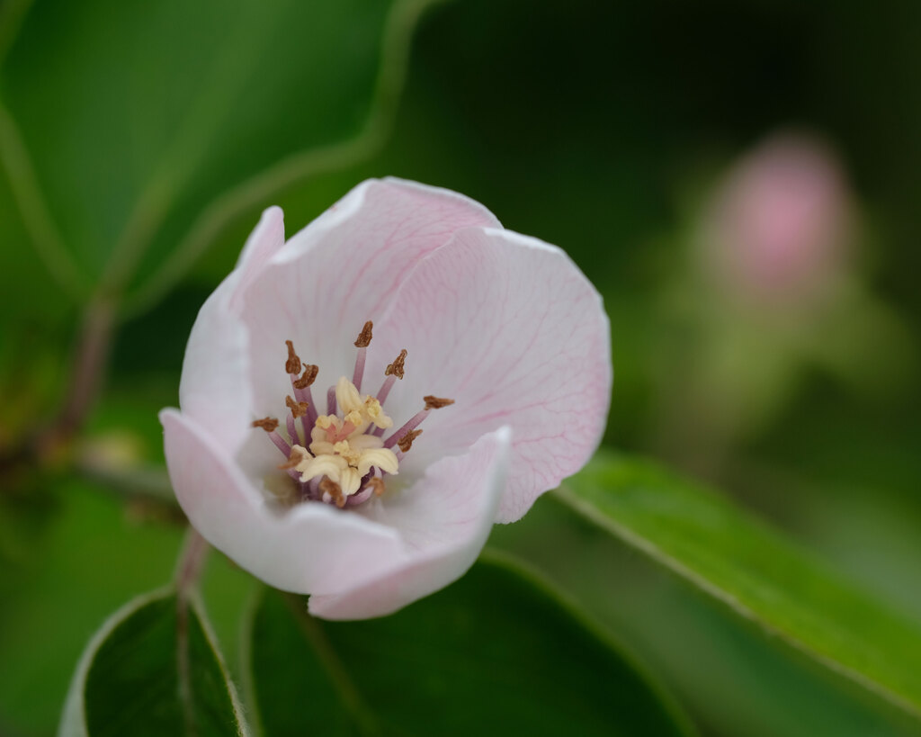 畑の花