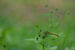 マユタテアカネ♀