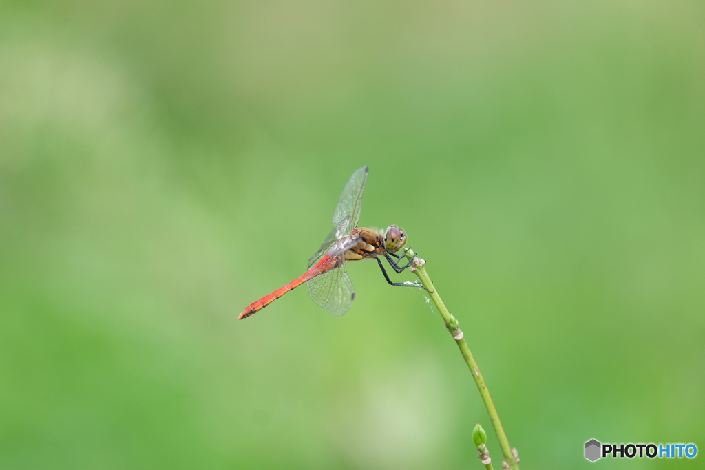 アキアカネ♂