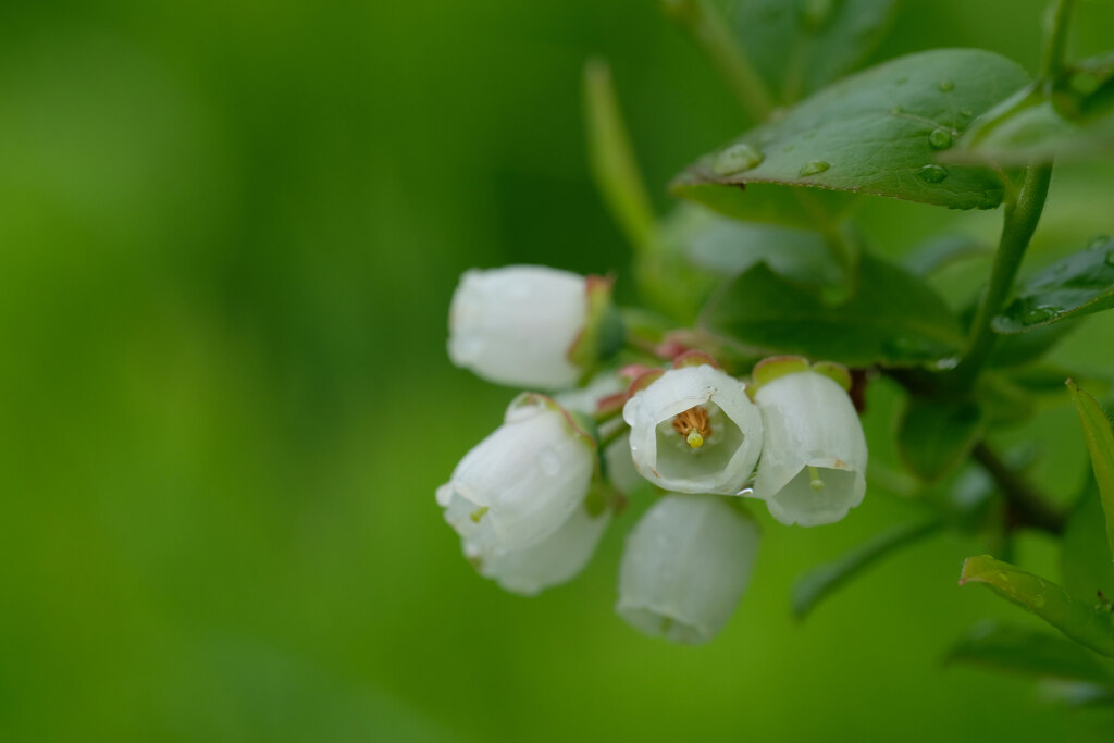 畑の花(3)