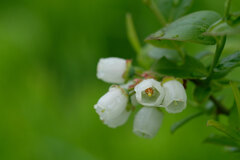 畑の花(3)