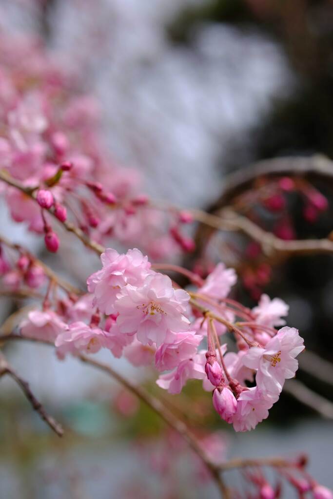 お花見に(^^)...3