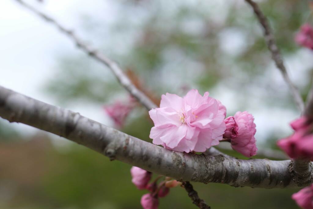 公園散策(2)