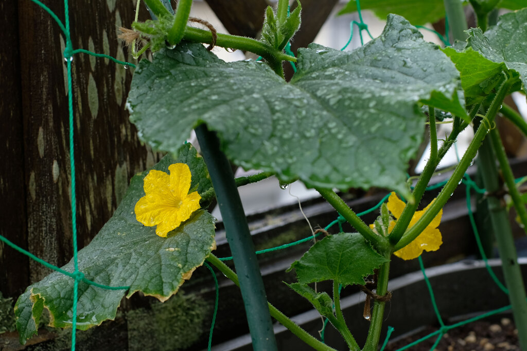 雨の日、そっぽを向く二人