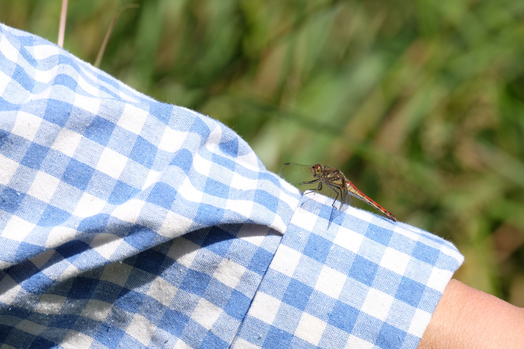 アキアカネ♀　8398