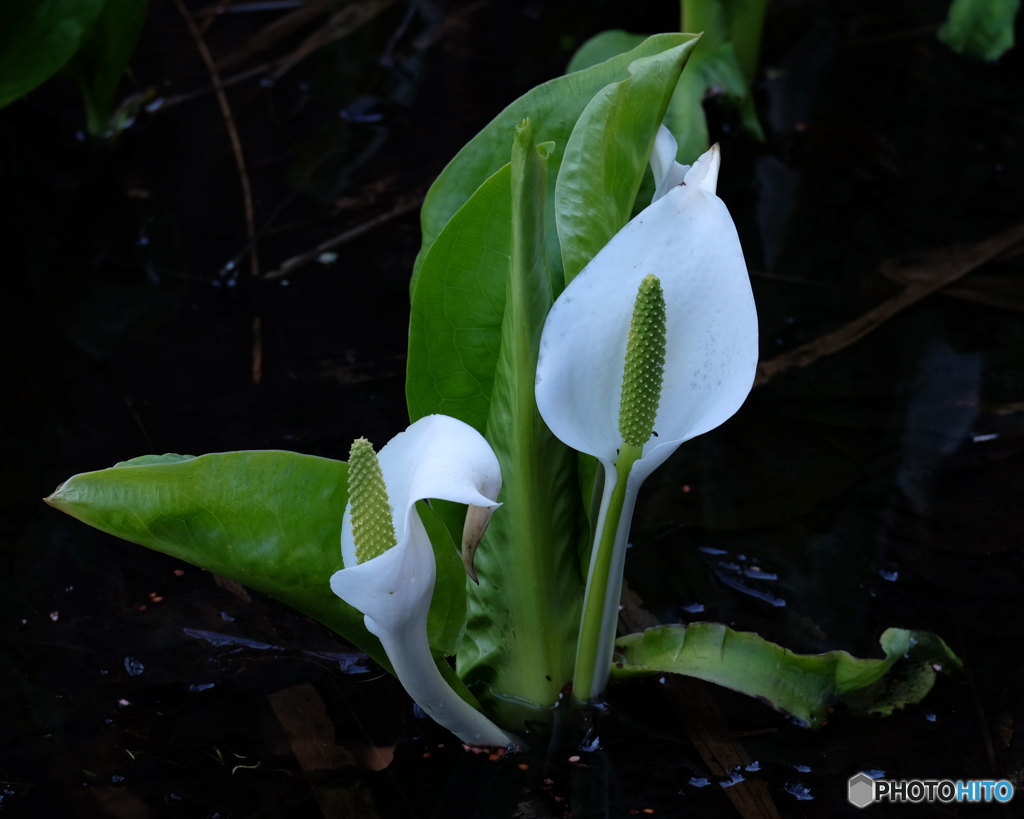 春の定番　水芭蕉