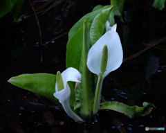 春の定番　水芭蕉