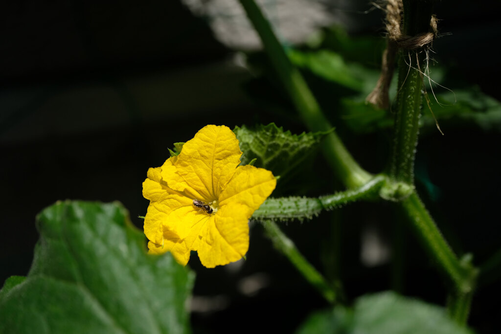 花と虫