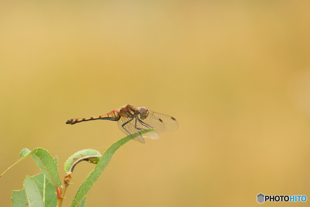 ナツアカネ♀