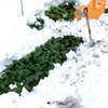 雪下ほうれん草(3)