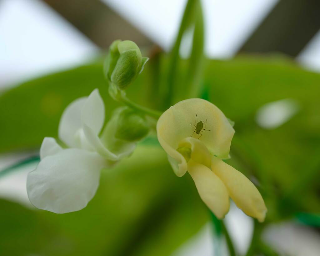 インゲンの花