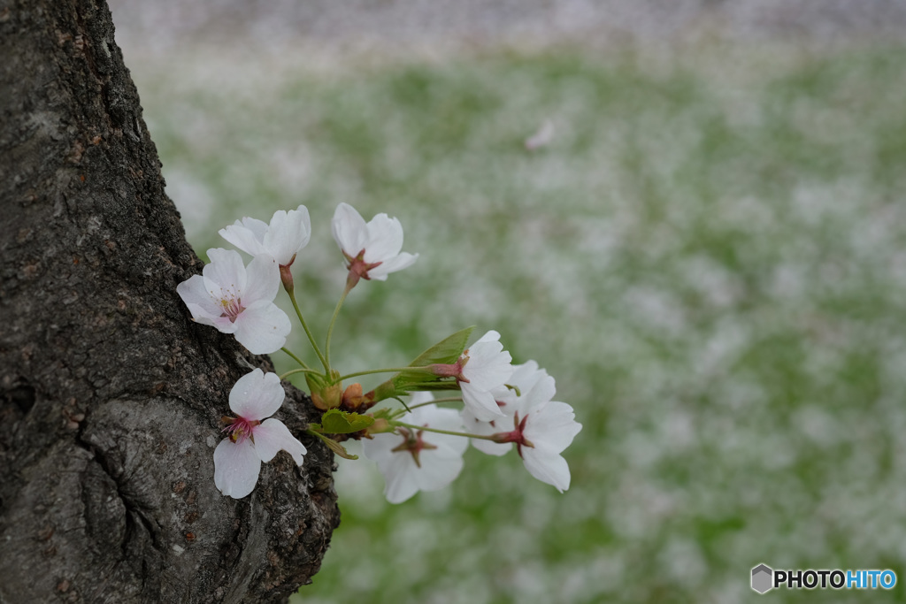 お花見4題...3