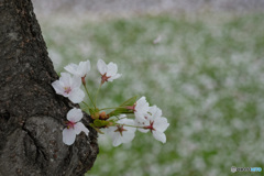 お花見4題...3