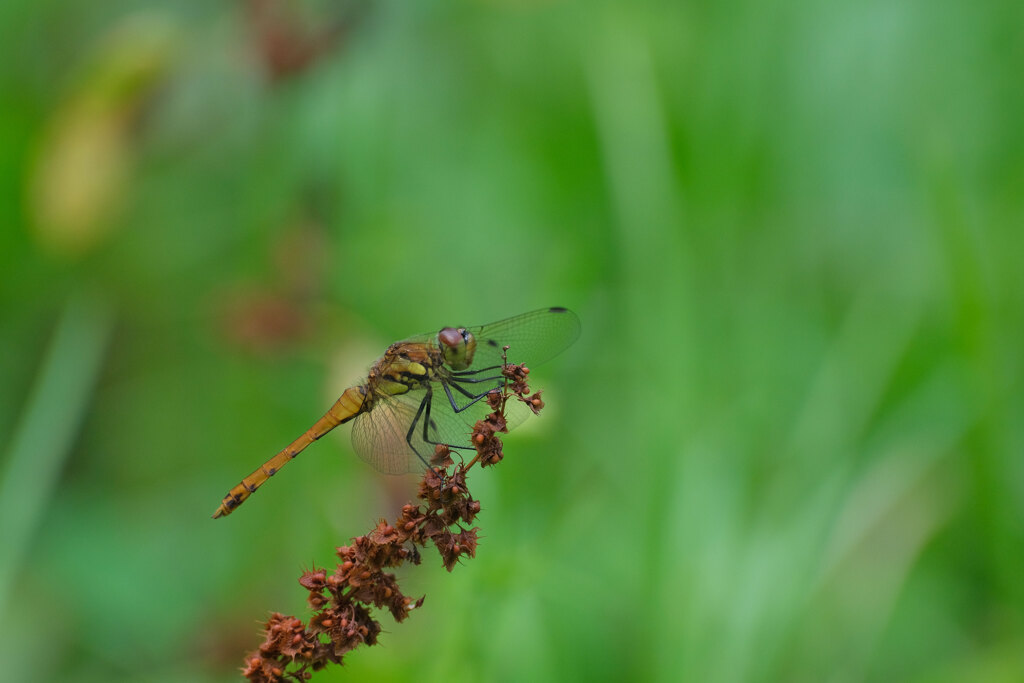 アキアカネ♂