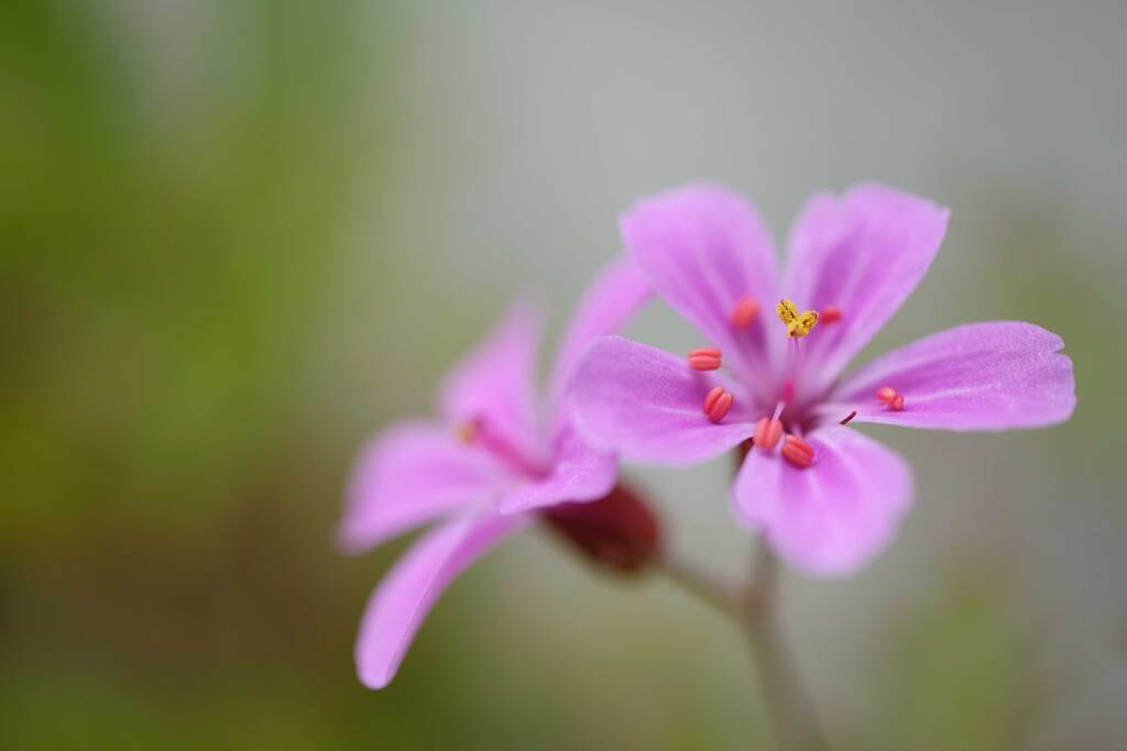 庭の花