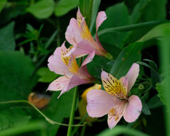 友人宅の花(1)