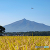 秋の風景・・定番ですが