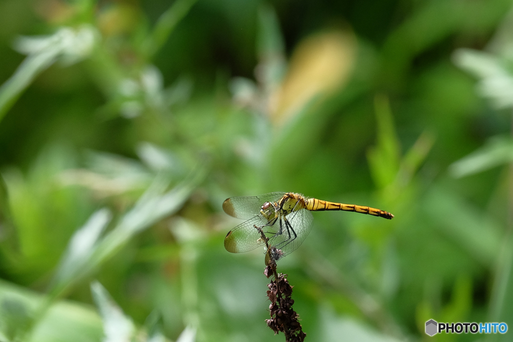 マユタテアカネ♀