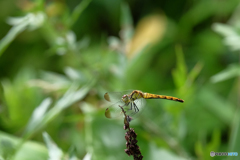 マユタテアカネ♀