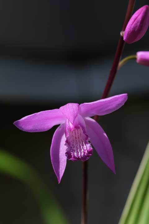 花壇の花