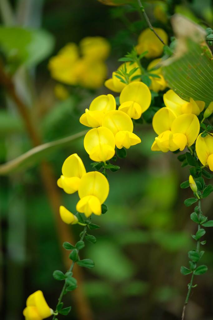 季節の花(1)