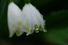 畑の花(2)