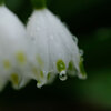 畑の花(2)