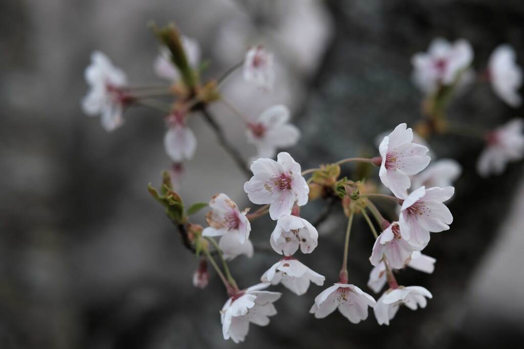 今日の桜(2)