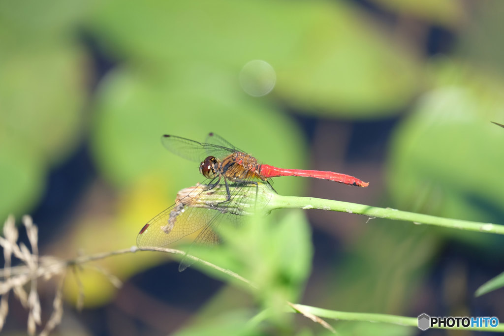 マユタテアカネ♂　4754ﾏﾕ♂