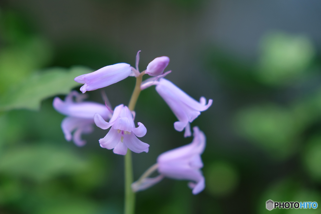我が家の小さな花壇