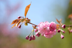 山間の八重桜