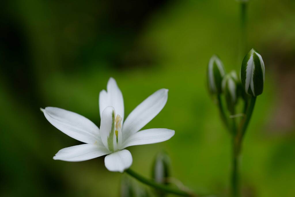 開花準備中