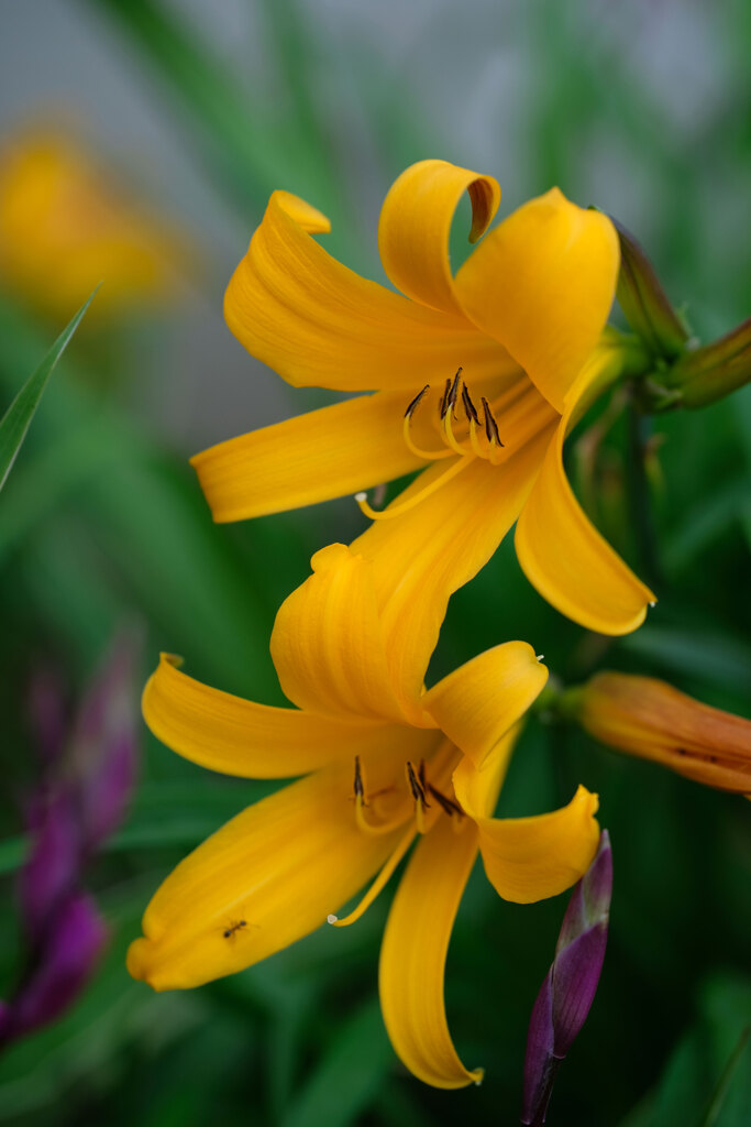 花壇の花