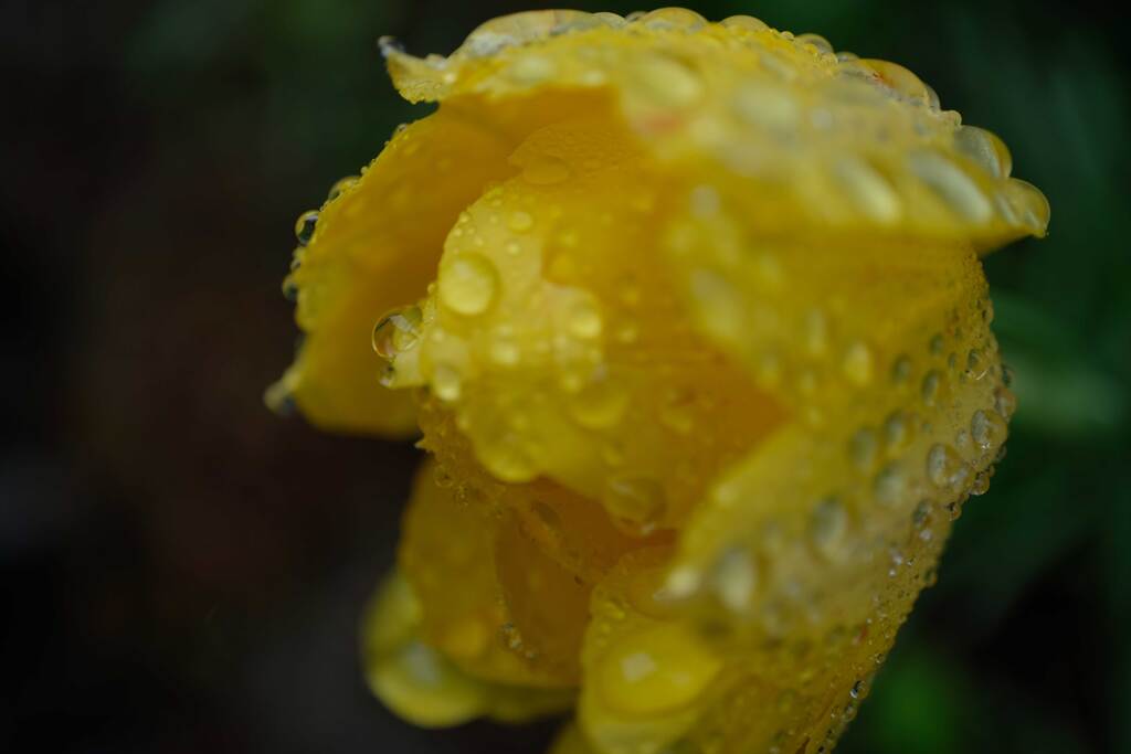 雨の日は...