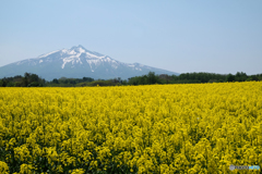お山と花と