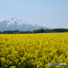 お山と花と