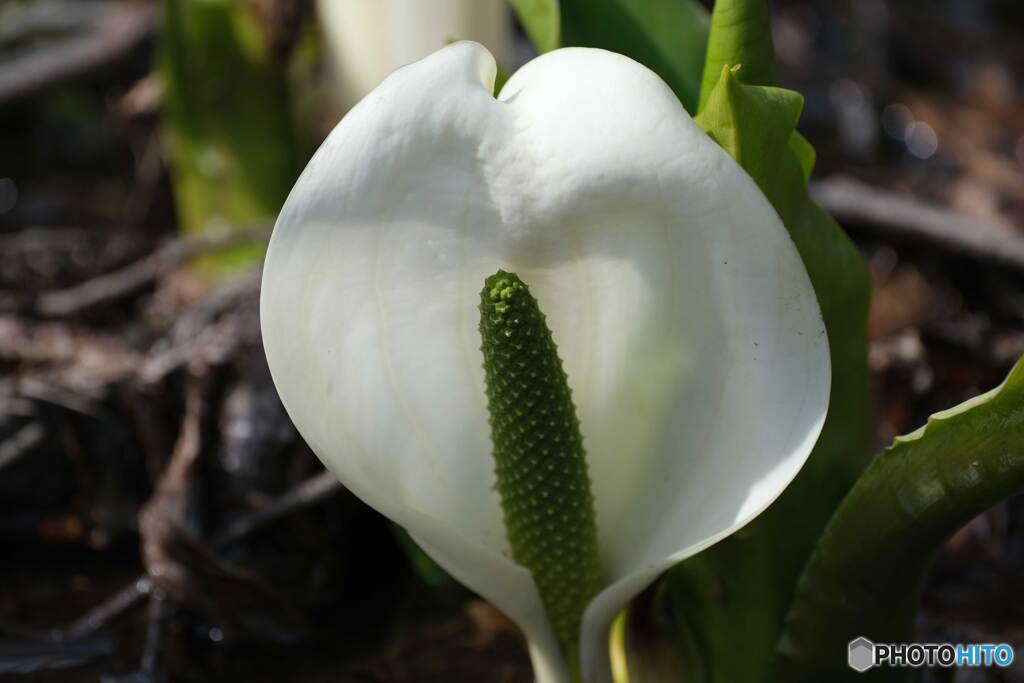 水芭蕉