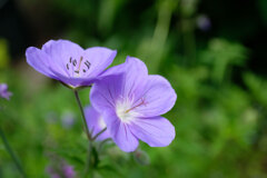 ご近所さん家の花