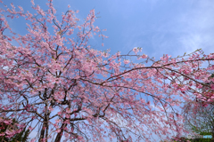 桜　再挑戦(2)